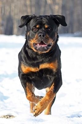 rottweiler in the snow