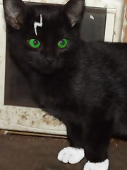 Animagus at War (Accidental Animagus, #2)