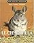 Le Chinchilla
