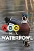 ABCs of Waterfowl