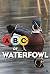 ABCs of Waterfowl by Dave Shellhaas