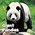 Giant Pandas (Little Pebble: Black and White Animals)