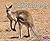 Kangaroos (Meet Desert Animals)
