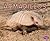 Armadillos (Meet Desert Animals)