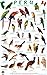 Peru Forest Bird Guide