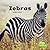 Zebras (Little Pebble: Black and White Animals)