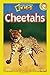 Cheetahs
