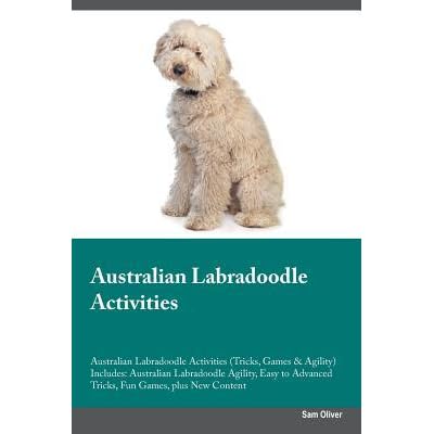 labradoodle agility
