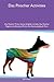 Das Pinscher Activities Das...