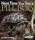 Next Time You See a Pill Bug