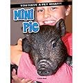 Mini Pig
