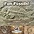 Fun Fossils! - Everything Y...