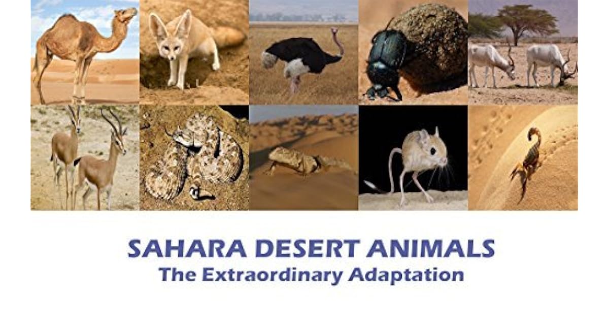 SAHARA DESERT ANIMALS THE EXTRAORDINARY ADAPTATION by
