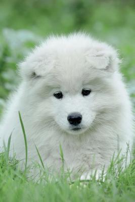 Samoyed Notebook & Journal. Productivity Work Planner & Idea Notepad: Brainstorm Thoughts, Self Discovery, To Do List