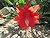 Schlumbergera: Christmas Cactus