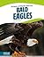 Bald Eagles (Animals of North America) (Animals of North America (Hardcover))
