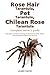 Rose Hair Tarantula, Pet Tarantula, Chilean Rose Tarantula: Complete owner's guide