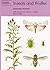 Insects and Thistles (Natur...