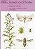 Insects and Thistles (Naturalists' Handbooks) by Margaret Redfern