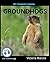 My Favorite Animal: Groundhogs