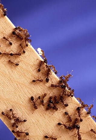 La demanda a las hormigas (ebook)