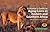 A Hunter`s Guide to Aging Lions in Eastern and Southern Africa by Karyl L. Whitman