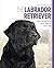 The Labrador Retriever: You...