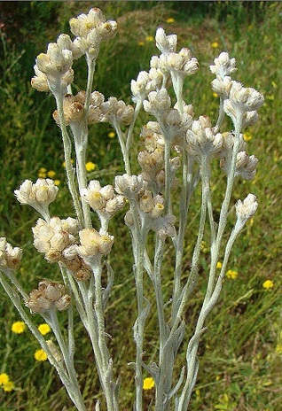 La flor de vira vira (ebook)