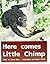 Here Comes Little Chimp