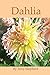 Dahlia