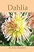 Dahlia