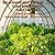 Beginners Book On Greenhouse Growing: Tips For Basic Greenhouse Gardening