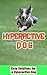 Hyperactive Dog: Easy Solutions for a Hyperactive Dog