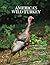 America's Wild Turkey