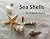 Sea Shells