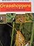 Grasshoppers and Their Rela...