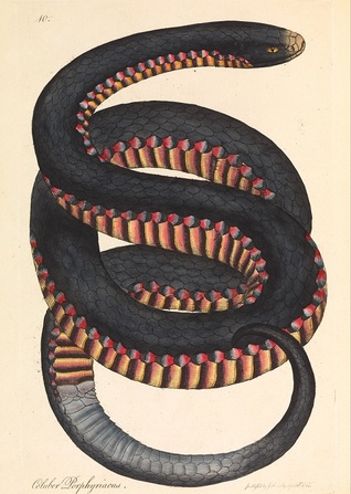 Mujer y curiosa, mala cosa (Unknown Binding)