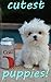 WORLDS CUTEST PUPPIES: TOP ...