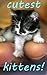 WORLDS CUTEST KITTENS by Jamie Milly