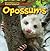 Opossums (Creatures of the Forest Habitat)