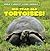 100-Year-Old Tortoises! (World's Longest-Living Animals)