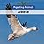 Geese (2)