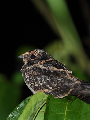 El atajacaminos (ebook)