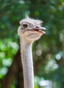 El choike blanco (ebook)