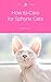 How to Care for Sphynx Cats