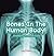 Bones In The Human Body! Anatomy Book for Kids