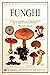 Funghi