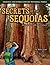 Secrets of the Sequoias: Adventures with the Parkers