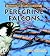 Peregrine Falcons
