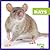 Rats (My First Pet)